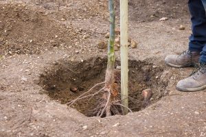 Daylighting Tree Roots Moving Location Saving Trees Construction Sites